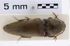 Foto (Dorsalansicht) von Melanotus diehli (Platia & Schimmel, 2001) (NHMW-ZOO-COL-0007736)